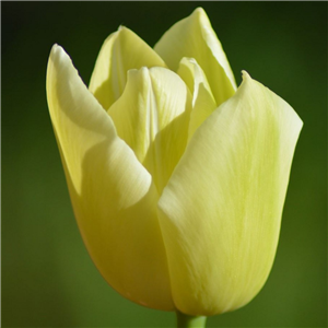 Tulip (Select) 'Friendship' Loose Per 10 Bulbs.